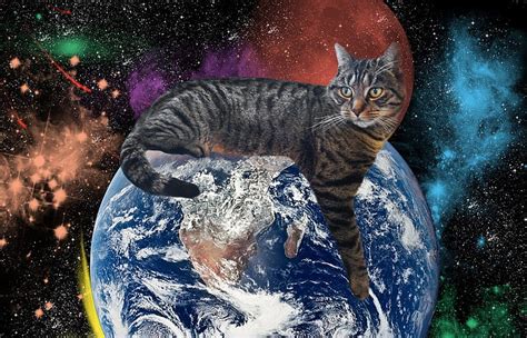 アルテシマ 育て方: なぜ猫は宇宙を支配するのか？